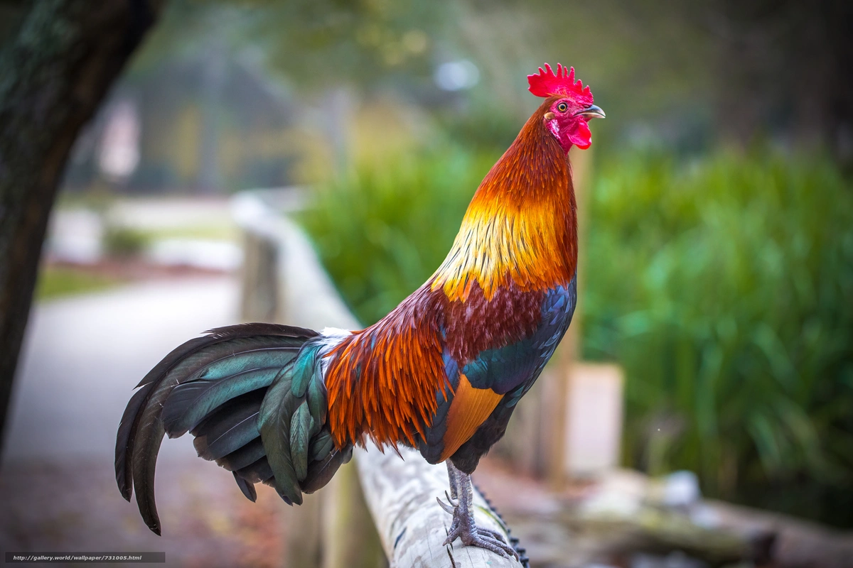 Salyanda kişi arvadını bıçaqladı — səbəb xoruzu sataraq əldə etdiyi “araq pulu” olub